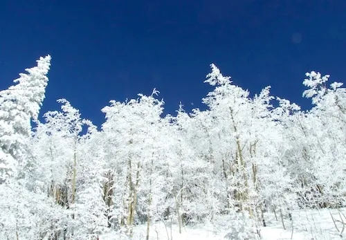 Snow in the trees